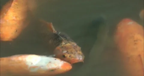 Asian Arowana Видео 343719098