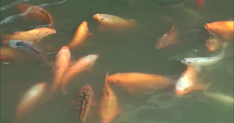 Asian Arowana 動画素材 343719143