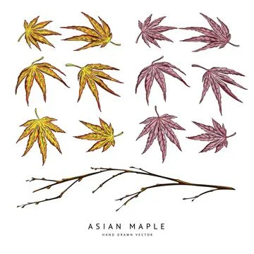 Asian autumn maple leaf hand drawn vector illustrations set, season dry and Stock Illustration