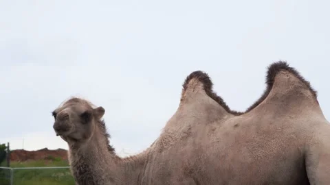 Asian Bactrian Camel Camelus bactrianus portrait in zoo Safari Park, 4K close up Stock Footage 156460208