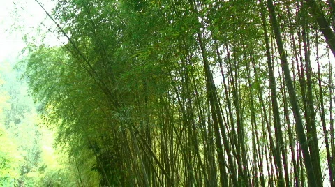 Asian bamboo Stock Footage 357836