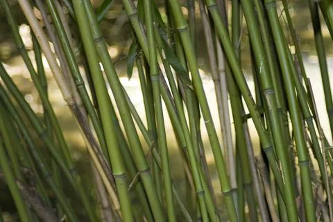 Asian Bamboo Stock Photos