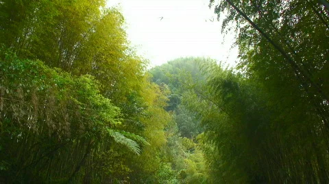 Asian bamboo thicket Stock Footage 357818