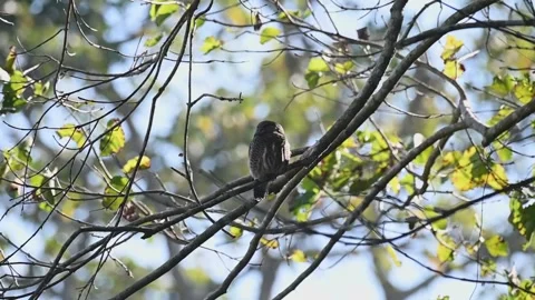 Asian barred owlet elegantly perched on a tree in Kaziranga national park Stock Footage 262852807