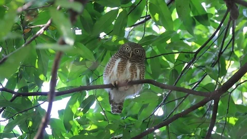 Asian barred owlet Glaucidium cuculoides Cute Birds of Thailand Stock Footage
