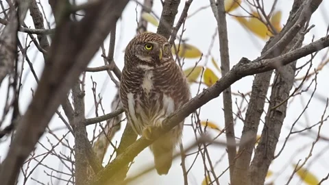 Asian Barred Owlet Perched on a Tree Branch Looking Directly at Camera 스톡 동영상 330564883