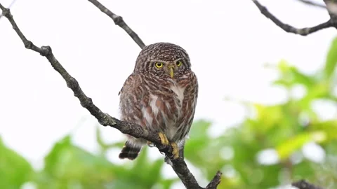 Asian Barred Owlet Perched on Tree Branch with Natural Green Background Stock Footage 331006136