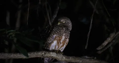 Asian Barred Owlet perched on tree branch at night Video stock 332415887