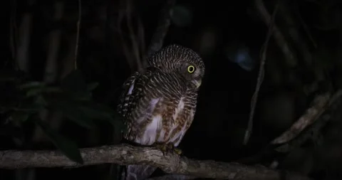 Asian Barred Owlet perched on tree branch in dark forest at night Video stock 333397712