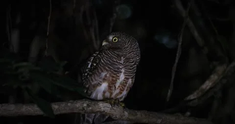 Asian Barred Owlet perched on tree branch in forest at night Stock-Footage 335186240