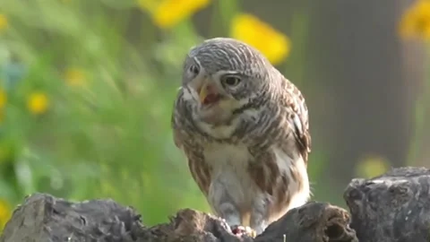 Asian barred owlet perched on a tree branch eating its prey Видео 335248671