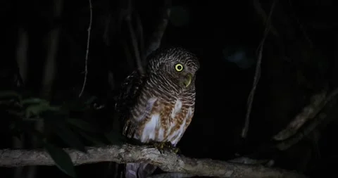 Asian Barred Owlet perched on tree branch in dark forest at night Видео 336426042