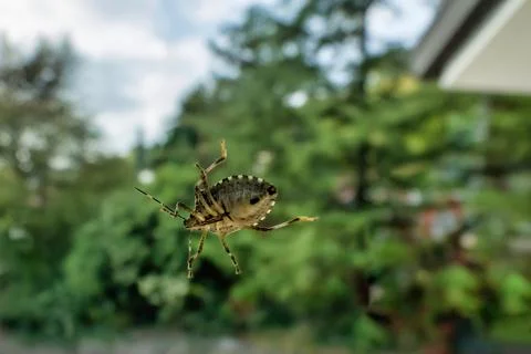Asian bedbug seen through the window Stock Photos