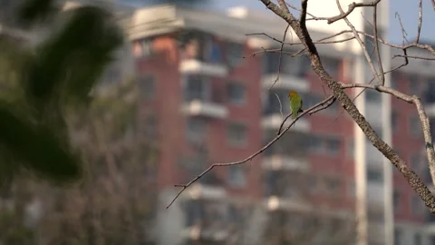 Asian bee eater in urban environment Stock Footage 274371674