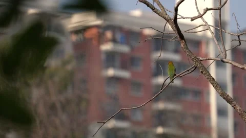 Asian bee eater in urban environment Stock Footage 274371675