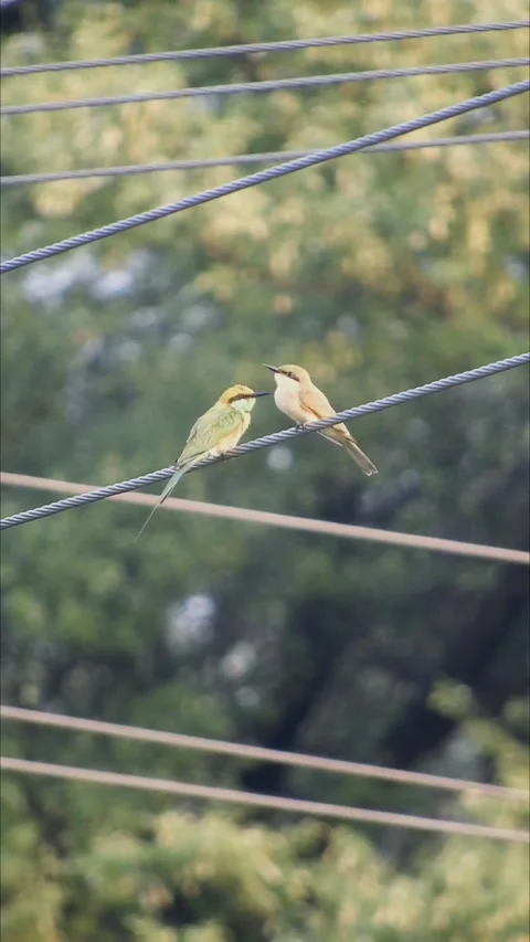 Asian Bee Eaters Pair Perched On Electric Wire Facing Eachother: 4k Vertical Video stock 338290986