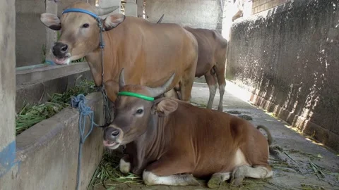 Asian beef cattle in cage Stock Footage 158815793