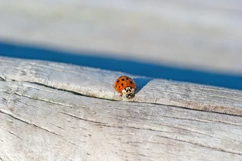 Asian Beetle Posed on a Worn Log Stock Photos