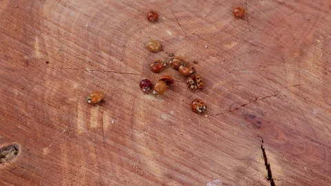 Asian beetles or Ladybugs crawling on wood, 4K Video stock 120808681