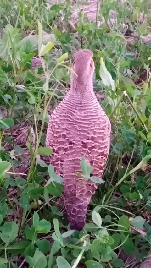 Asian Bird Stock Footage 169722683