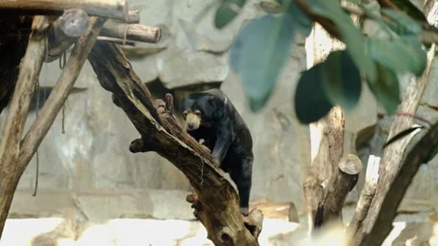 Asian black bear climbing a man made tree structure in the Berlin zoo Stock Footage 337144745