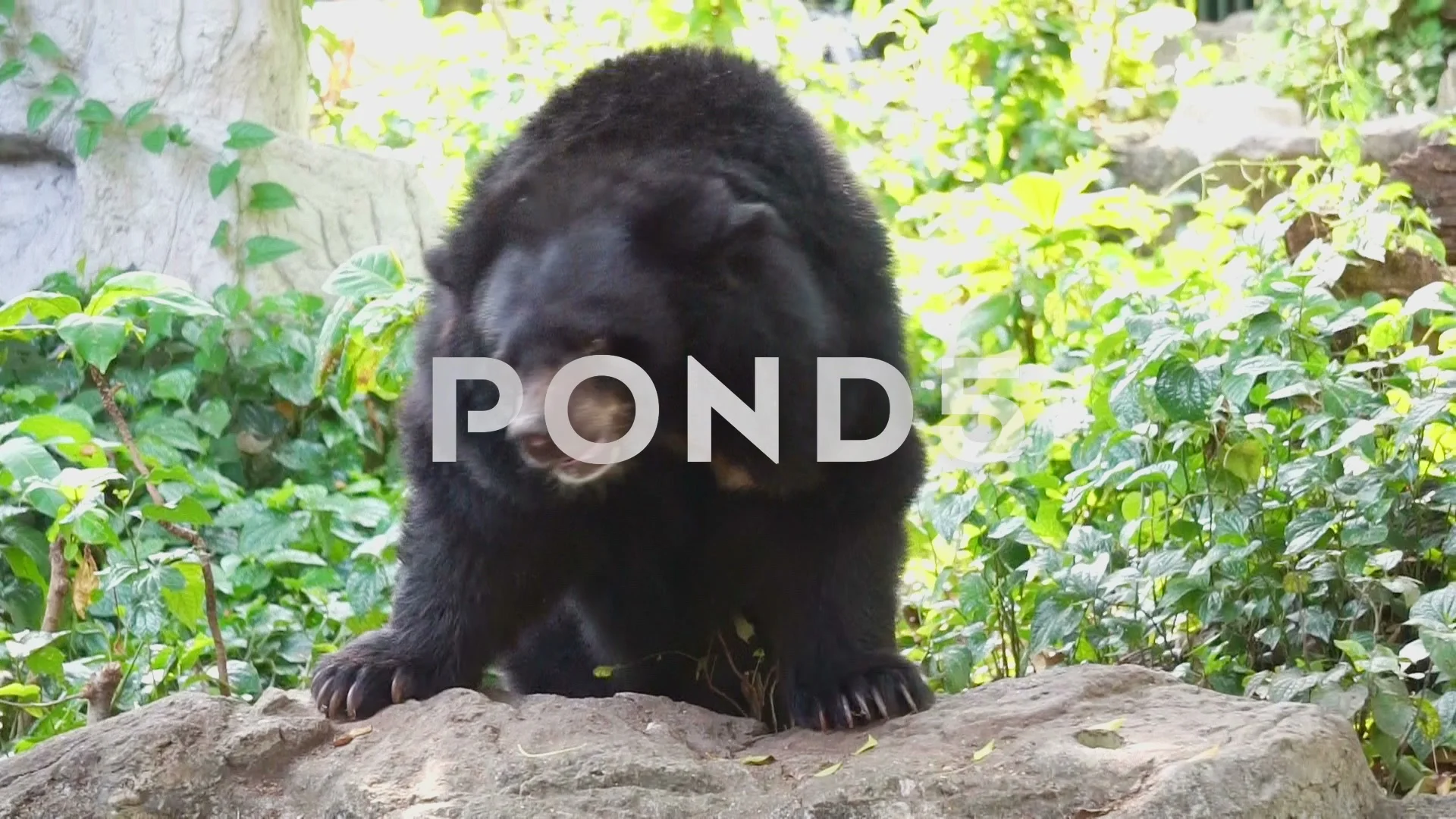 Asian black bear dancing on rock.