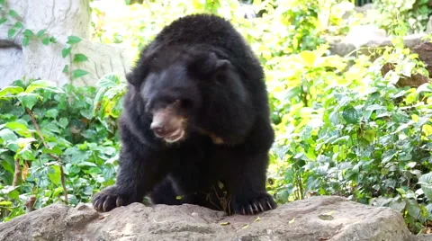 Asian black bear dancing on rock.  Stock Footage 63168184