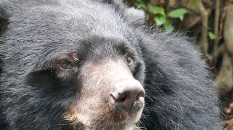 Asian Black Bear. Stock-Footage 55270416