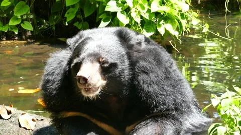 Asian Black Bear. Stock Footage 55378560