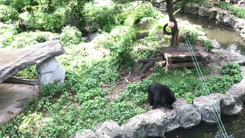 Asian black bear Stock Footage 98187005
