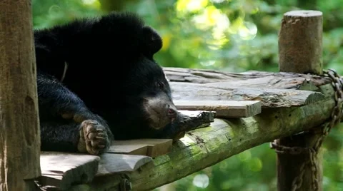 Asian black bear is going to sleep Stock Footage 53082586