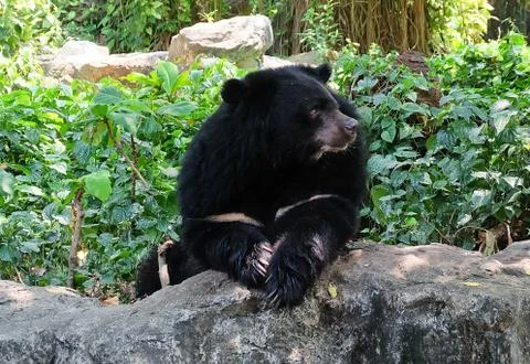 Asian Black Bear, Moon Bear and White Chested Bear Stock Photos