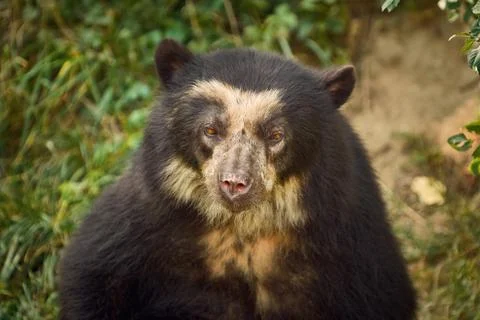 Asian Black Bear Stock Photos