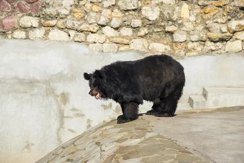 Asian black bear Stock Photos