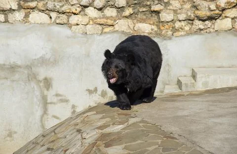 Asian black bear Stock Photos