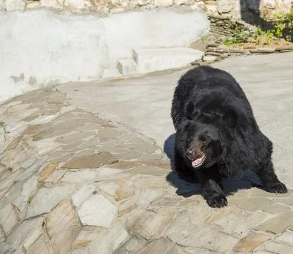 Asian black bear Stock Photos