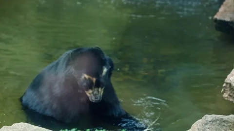 Asian black bear in a pool in his enclosure at the Berlin zoo 動画素材 337012323