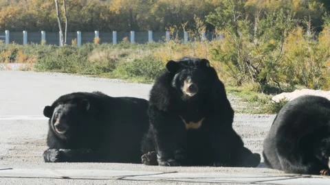 The Asian black bear (Ursus thibetanus) is native to Asia Stock Footage 168775615
