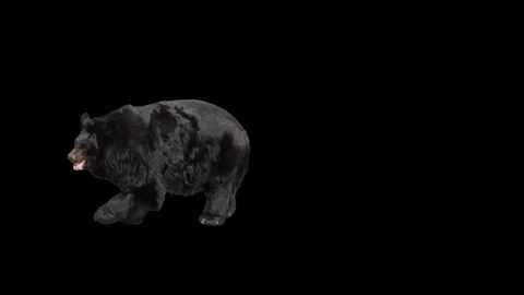 Asian black bear walking across the frame on black screen Stock Footage 77300833