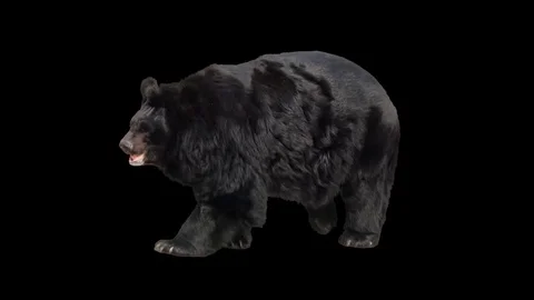 Asian black bear walking seamlessly looped on black screen Stock Footage 77300854