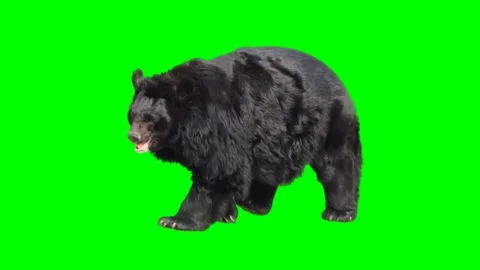 Asian black bear walking seamlessly looped on green screen Stock Footage 77300875