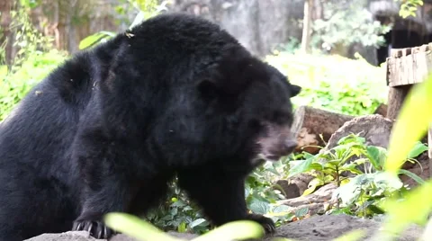 Asian black bear with white V shape fur at chest 스톡 동영상 63167372