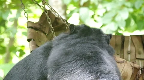 Asian black bears playing Stock Footage 53045301