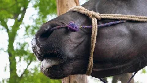 Asian black buffalo, closeup of a form buffalo, buffalo head with rope. Stock Footage 342764727