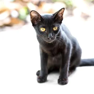 Asian black cat Stock Photos