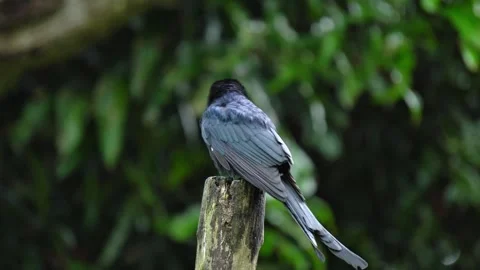 Asian Black drongo (Dicrurus macrocercus) bird sitting on tree branch close up. Vídeos de archivo 320137086