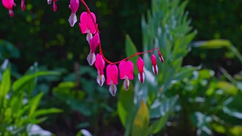Asian bleeding-heart in Rosetta McClain Gardens, public garden located in S.. Stock Footage 247202358