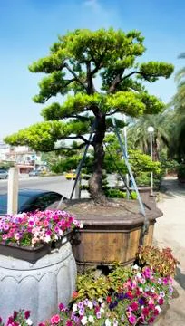 Asian Bonsai tree. Stock Photos