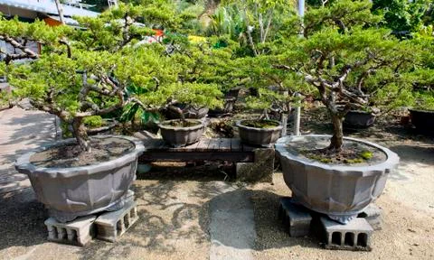 Asian Bonsai tree. Stock Photos