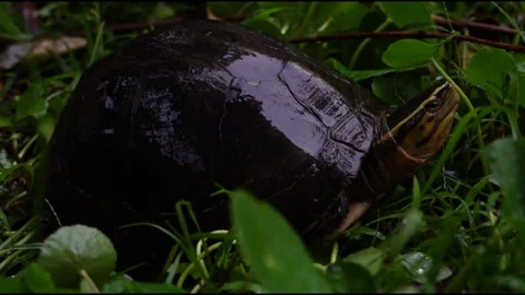 Asian Box Turtle basking in the rain Stock Footage 220315322